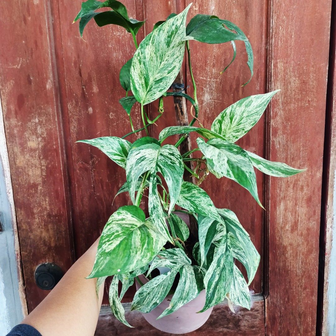 Epipremnum Pinnatum Mint (Category: Plants & Seeds) located in Makati City. Submitted by crstnemrise (Listing ID 1462293221, Image 2). Description: .