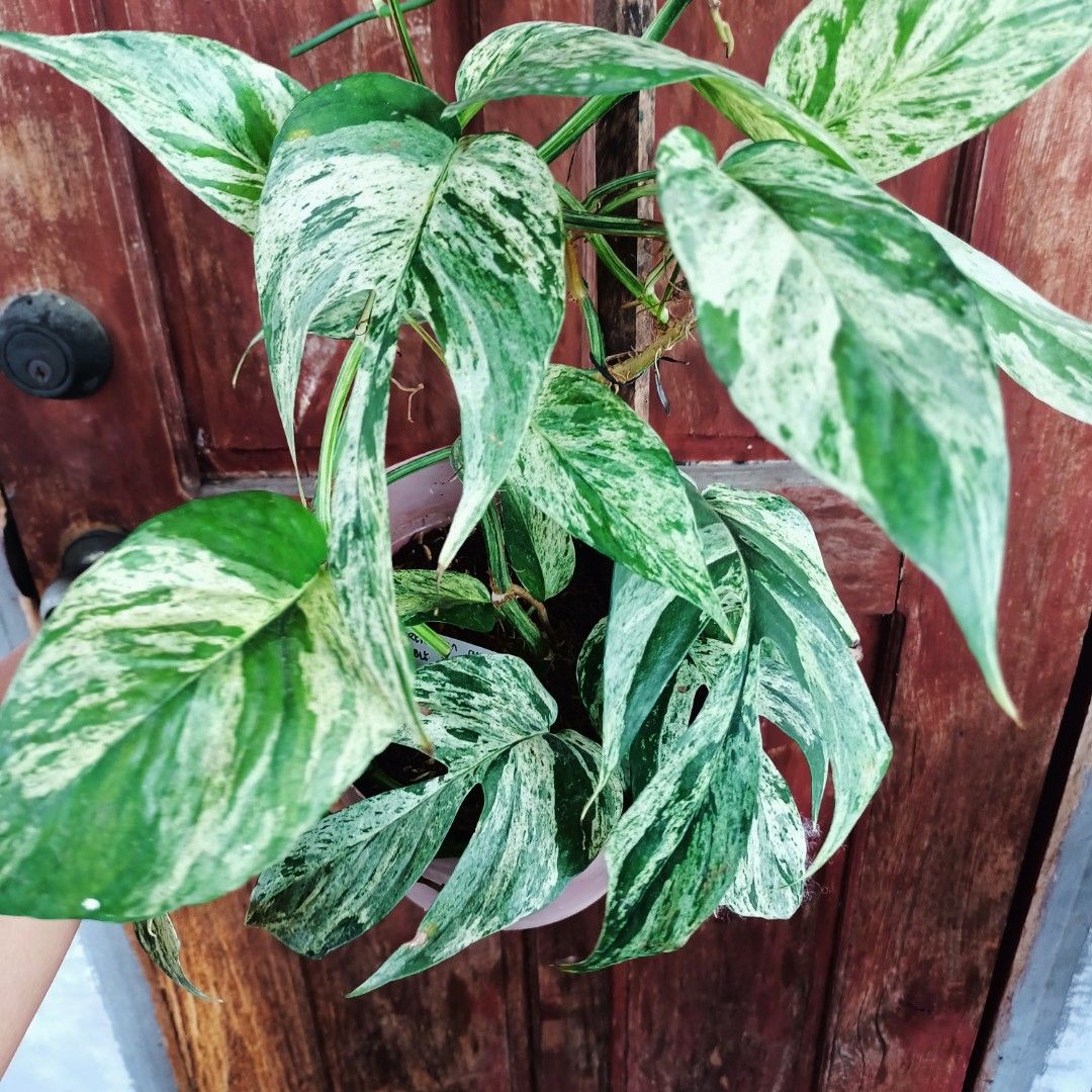 Epipremnum Pinnatum Mint (Category: Plants & Seeds) located in Makati City. Submitted by crstnemrise (Listing ID 1462293221, Image 3). Description: .
