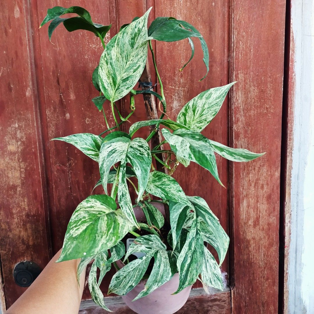 Epipremnum Pinnatum Mint (Category: Plants & Seeds) located in Makati City. Submitted by crstnemrise (Listing ID 1462293221, Image 1). Description: .