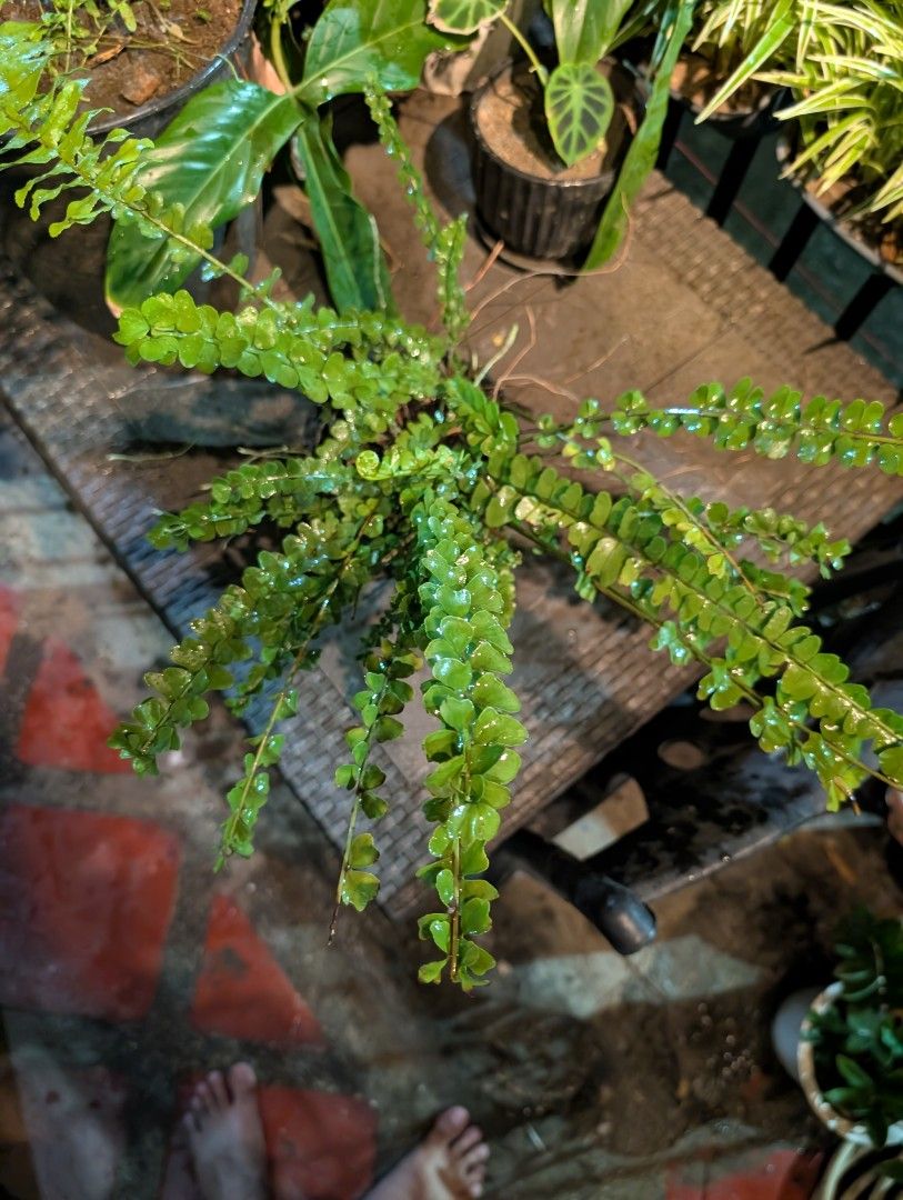 fern (full-grown) (Category: Plants & Seeds) located in Quezon City. Submitted by akosiwebby (Listing ID 1462386840, Image 2). Description: ITEM NAME: FERN FULL-GROWN - 1 FEET – SMALL POT ROOTED PRICE: PHP 300.00 (DEL FEE NOT INCLUDED) DATE POSTED: SEPTEMBER 17, 2026.