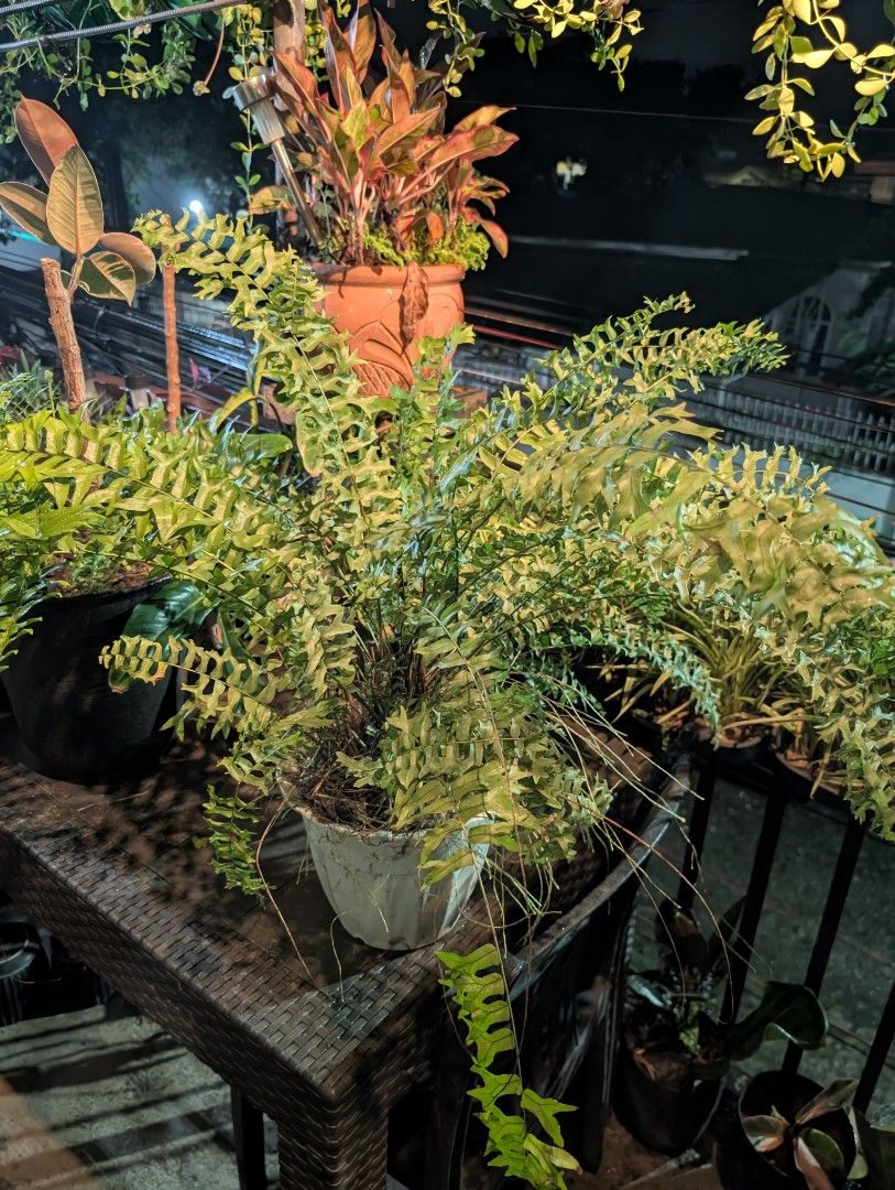 fern (lush green & full-grown) (Category: Plants & Seeds) located in Quezon City. Submitted by akosiwebby (Listing ID 1462386457, Image 2). Description: ITEM NAME: FERN full-grown - 2 FEET – SMALL POT ROOTED PRICE: PHP 500.00 (DEL FEE NOT INCLUDED) DATE POSTED: SEPTEMBER 17, 2026.
