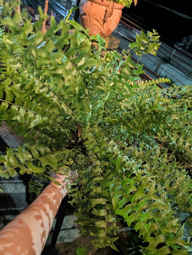 fern (lush green & full-grown) (Category: Plants & Seeds) located in Quezon City. Submitted by akosiwebby (Listing ID 1462386457, Image 3). Description: ITEM NAME: FERN full-grown - 2 FEET – SMALL POT ROOTED PRICE: PHP 500.00 (DEL FEE NOT INCLUDED) DATE POSTED: SEPTEMBER 17, 2026.
