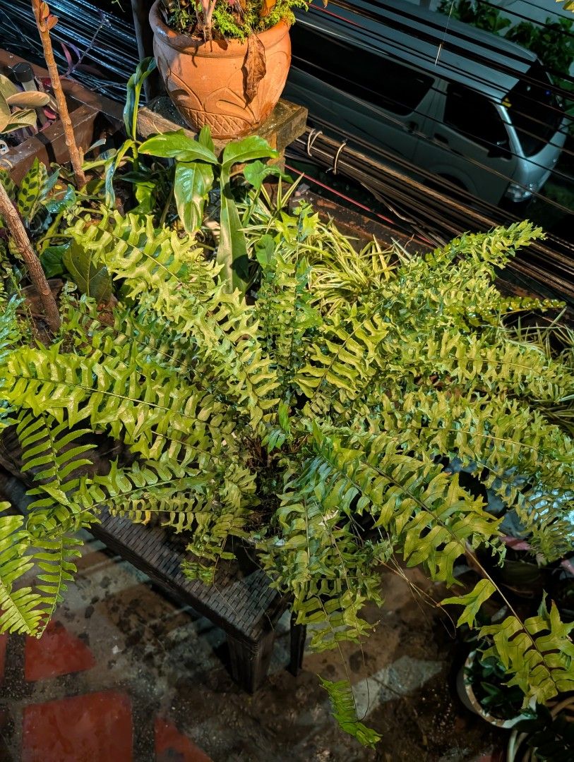 fern (lush green & full-grown) (Category: Plants & Seeds) located in Quezon City. Submitted by akosiwebby (Listing ID 1462386457, Image 1). Description: ITEM NAME: FERN full-grown - 2 FEET – SMALL POT ROOTED PRICE: PHP 500.00 (DEL FEE NOT INCLUDED) DATE POSTED: SEPTEMBER 17, 2026.
