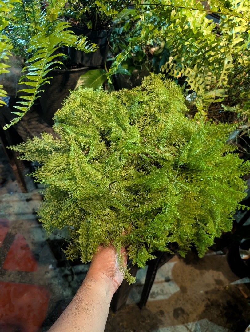 fern (lush green & full-grown) (Category: Plants & Seeds) located in Quezon City. Submitted by akosiwebby (Listing ID 1462385974, Image 3). Description: ITEM NAME: FERN full-grown - 1 FEET – SMALL POT ROOTED PRICE: PHP 500.00 (DEL FEE NOT INCLUDED) DATE POSTED: SEPTEMBER 17, 2026.