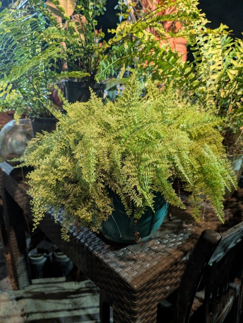 fern (lush green & full-grown) (Category: Plants & Seeds) located in Quezon City. Submitted by akosiwebby (Listing ID 1462385974, Image 2). Description: ITEM NAME: FERN full-grown - 1 FEET – SMALL POT ROOTED PRICE: PHP 500.00 (DEL FEE NOT INCLUDED) DATE POSTED: SEPTEMBER 17, 2026.