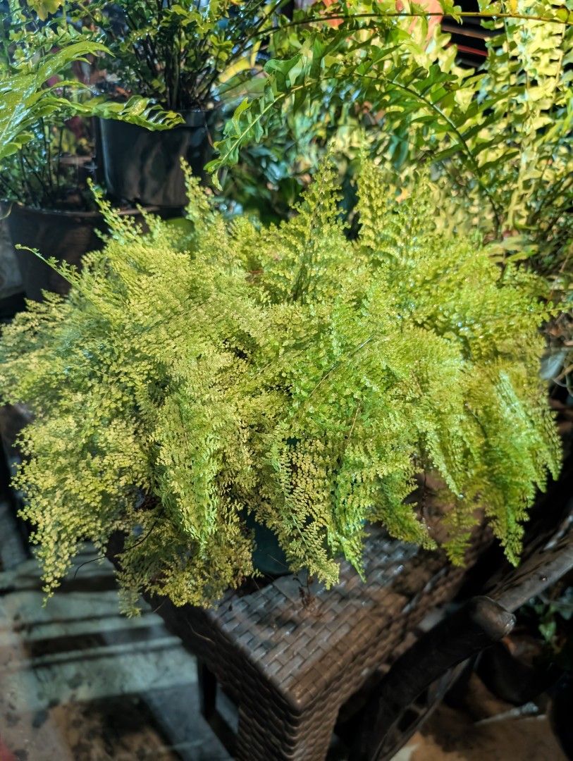 fern (lush green & full-grown) (Category: Plants & Seeds) located in Quezon City. Submitted by akosiwebby (Listing ID 1462385974, Image 1). Description: ITEM NAME: FERN full-grown - 1 FEET – SMALL POT ROOTED PRICE: PHP 500.00 (DEL FEE NOT INCLUDED) DATE POSTED: SEPTEMBER 17, 2026.