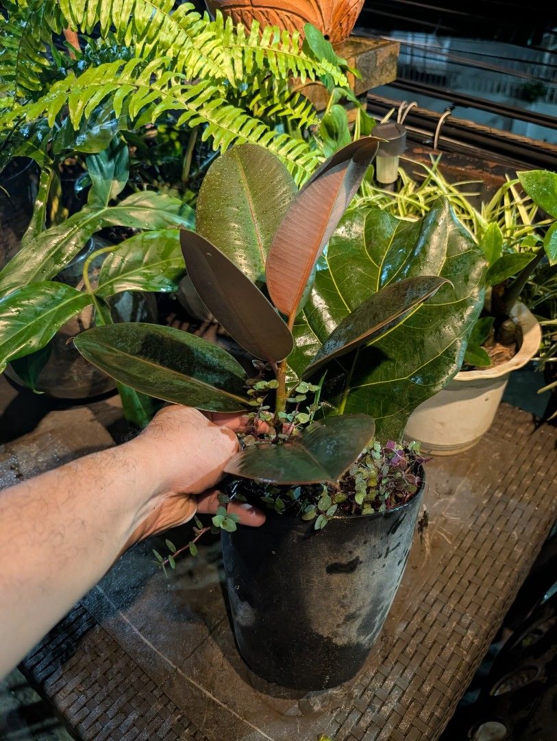 ficus elastica, rubber plant - "black prince" (juvenile) (Category: Plants & Seeds) located in Quezon City. Submitted by akosiwebby (Listing ID 1462380208, Image 2). Description: ITEM NAME: FICUS ELASTICA - RUBBER PLANT BLACK PRINCE JUVENILE - 1 FEET – SMALL POT ROOTED PRICE: PHP 200.00 (DEL FEE NOT INCLUDED) DATE POSTED: SEPTEMBER 17, 2026.