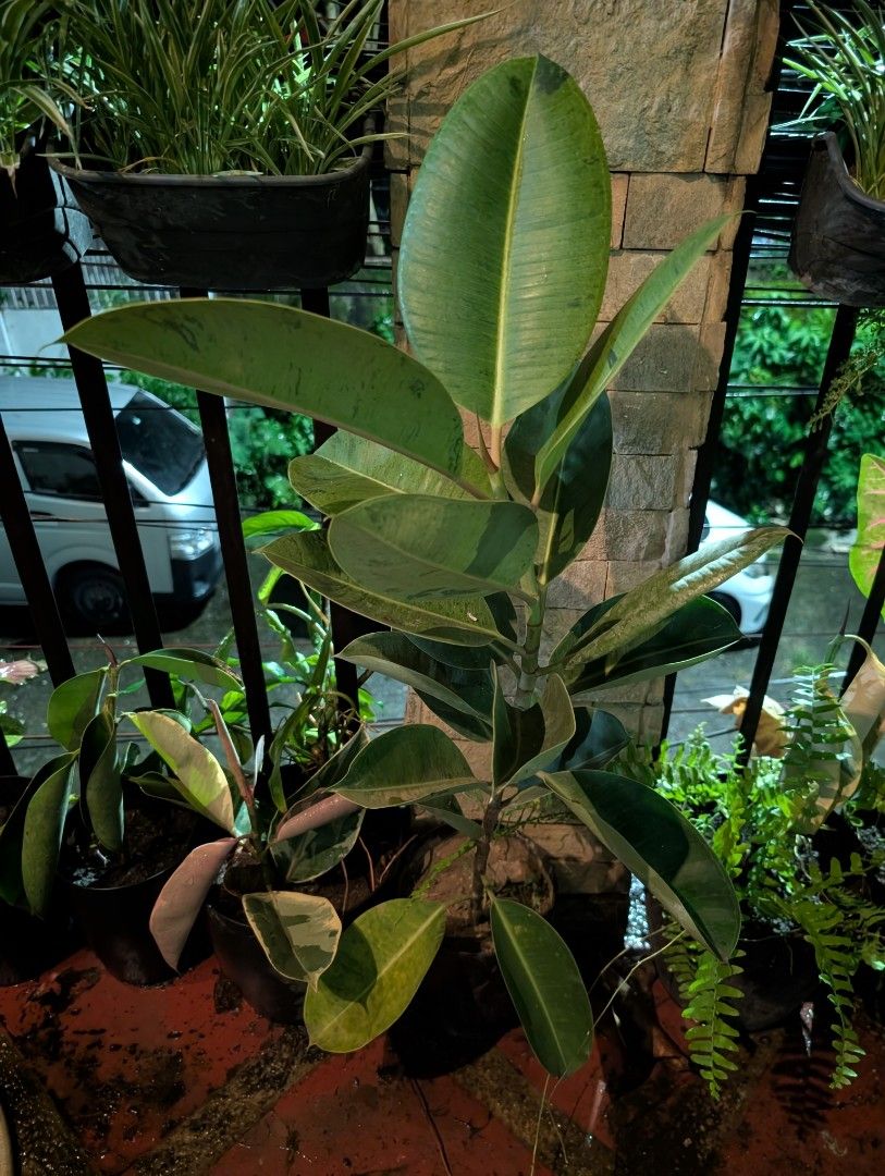 ficus elastica, rubber plant - sunburst (Category: Plants & Seeds) located in Quezon City. Submitted by akosiwebby (Listing ID 1462380956, Image 2). Description: ITEM NAME: FICUS ELASTICA - RUBBER PLANT - SUN-BURST FULL-GROWN - 2 FEET – SMALL POT ROOTED PRICE: PHP 350.00 (DEL FEE NOT INCLUDED) DATE POSTED: SEPTEMBER 17, 2026.