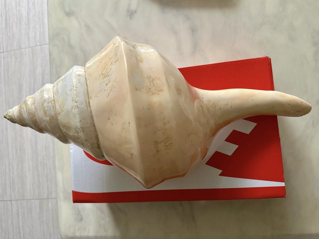 Giant conch shell seashell sea shell (Category: Everything Else) located in Singapore. Submitted by curateur (Listing ID 1460054708, Image 1). Description: Giant size shell, about 18 inches 44cm - Beautiful large conch seashell - Natural beige and white tones - Ideal for home decor or personal collection - A unique piece directly from the ocean.