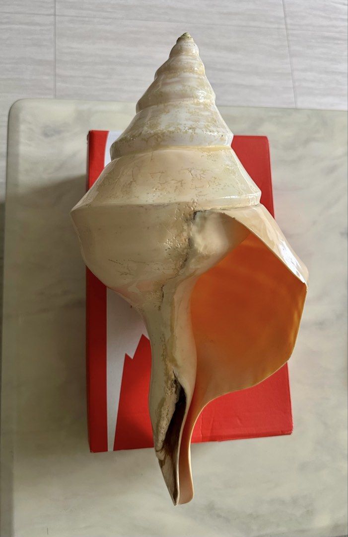 Giant conch shell seashell sea shell (Category: Everything Else) located in Singapore. Submitted by curateur (Listing ID 1460054708, Image 2). Description: Giant size shell, about 18 inches 44cm - Beautiful large conch seashell - Natural beige and white tones - Ideal for home decor or personal collection - A unique piece directly from the ocean.
