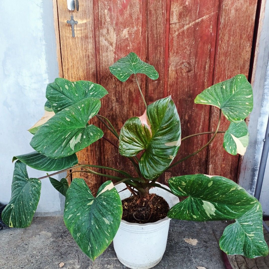 Giant Homalomena Thaicons (Category: Plants & Seeds) located in Makati City. Submitted by crstnemrise (Listing ID 1462295091, Image 1). Description: .