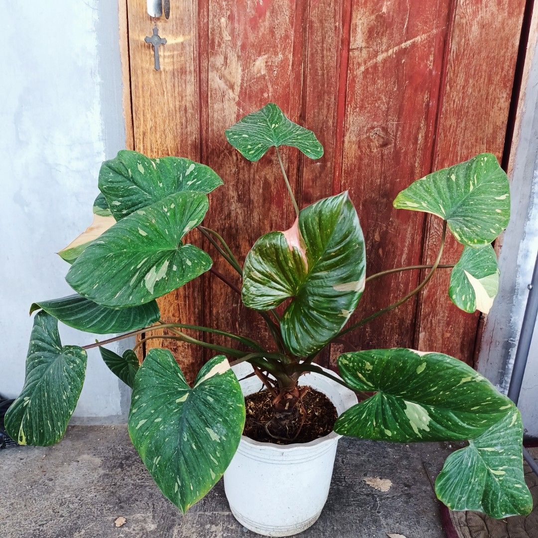 Giant Homalomena Thaicons (Category: Plants & Seeds) located in Makati City. Submitted by crstnemrise (Listing ID 1462295091, Image 2). Description: .