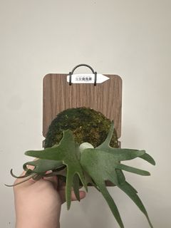 （分類：）位於 。 由 komoreb1_ 提交（商品編號 1462361962，圖片 1）。簡介： 。