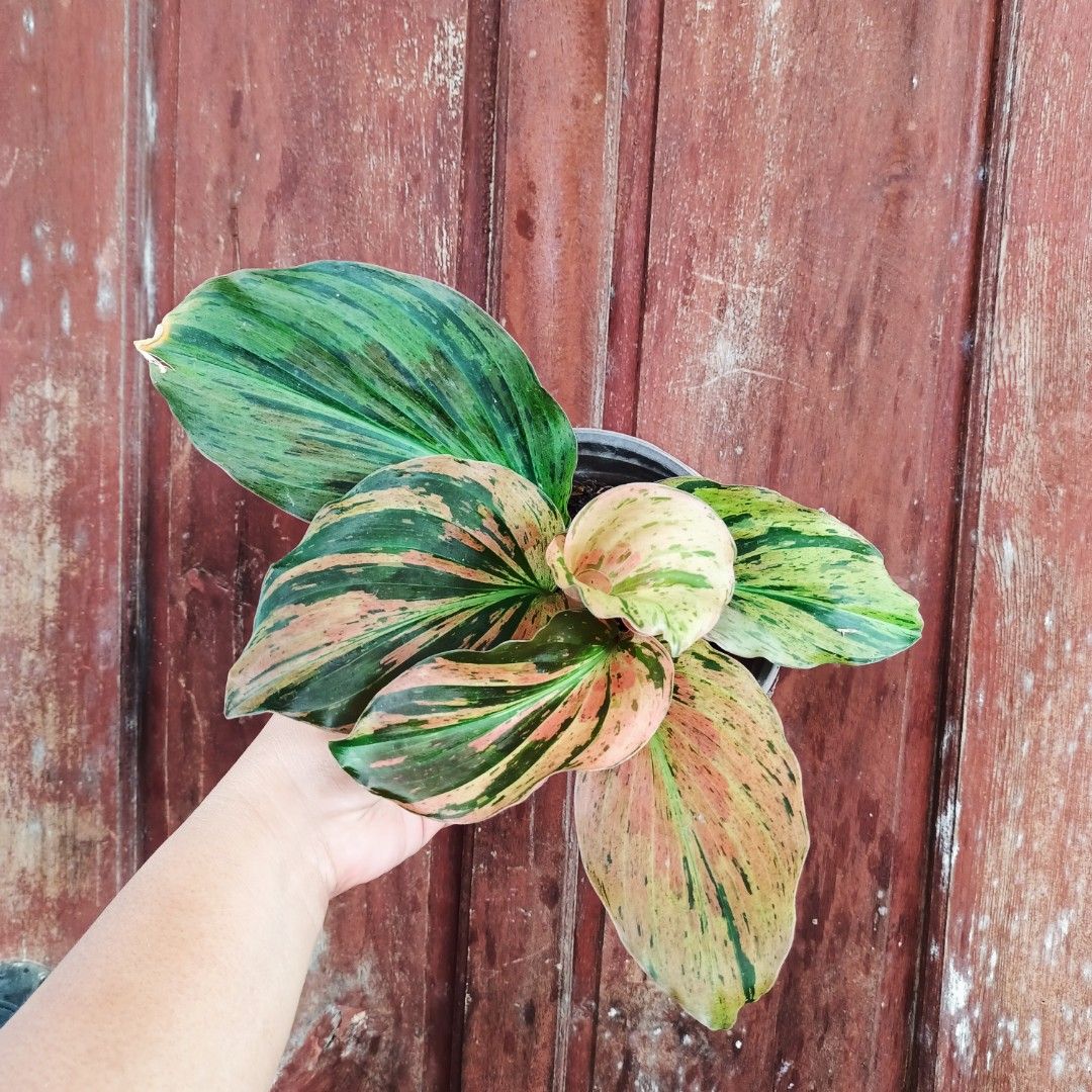 Kaempferia Magenta (Category: Plants & Seeds) located in Makati City. Submitted by crstnemrise (Listing ID 1462292702, Image 1). Description: .