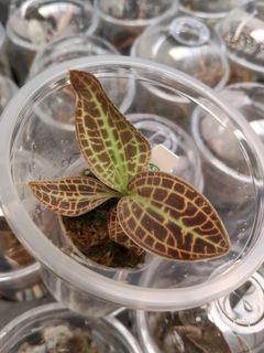 Miniature Orchids Collection item 3
