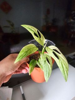 (Category: ) located in . Submitted by happygrowing (Listing ID 1462409607, Image 1). Description: .