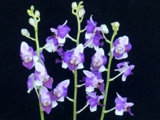 Novelty Phalaenopsis and Phalaenopsis species Collection item 1