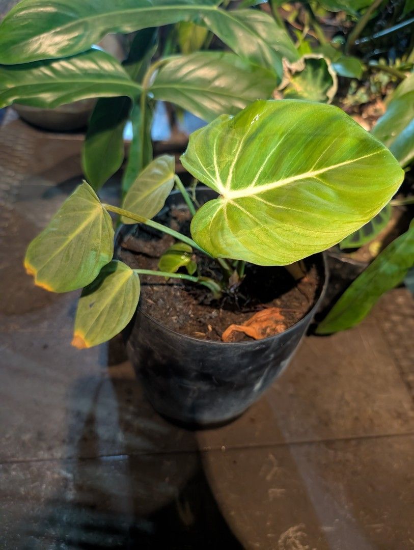 Philodendron - gloriosum (juvenile) (Category: Plants & Seeds) located in Quezon City. Submitted by akosiwebby (Listing ID 1462384865, Image 1). Description: ITEM NAME: PHILODENDRON - GLORIOSUM JUVENILE - 1 FEET – SMALL POT ROOTED PRICE: PHP 250.00 (DEL FEE NOT INCLUDED) DATE POSTED: SEPTEMBER 17, 2026.