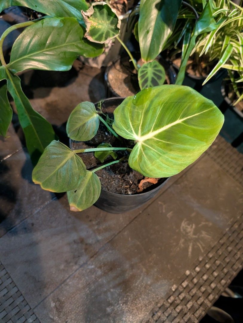 Philodendron - gloriosum (juvenile) (Category: Plants & Seeds) located in Quezon City. Submitted by akosiwebby (Listing ID 1462384865, Image 2). Description: ITEM NAME: PHILODENDRON - GLORIOSUM JUVENILE - 1 FEET – SMALL POT ROOTED PRICE: PHP 250.00 (DEL FEE NOT INCLUDED) DATE POSTED: SEPTEMBER 17, 2026.