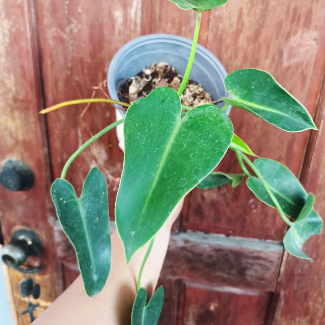 Philodendron Corcovadensis (Category: Plants & Seeds) located in Makati City. Submitted by crstnemrise (Listing ID 1462293617, Image 2). Description: .