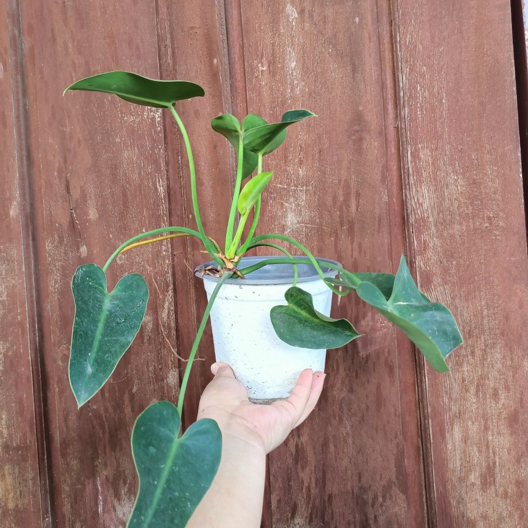 Philodendron Corcovadensis (Category: Plants & Seeds) located in Makati City. Submitted by crstnemrise (Listing ID 1462293617, Image 3). Description: .