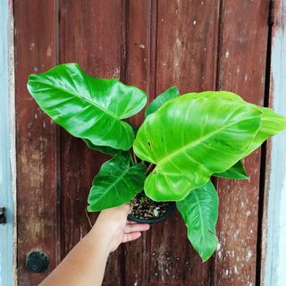 (Category: ) located in . Submitted by crstnemrise (Listing ID 1462291325, Image 1). Description: .
