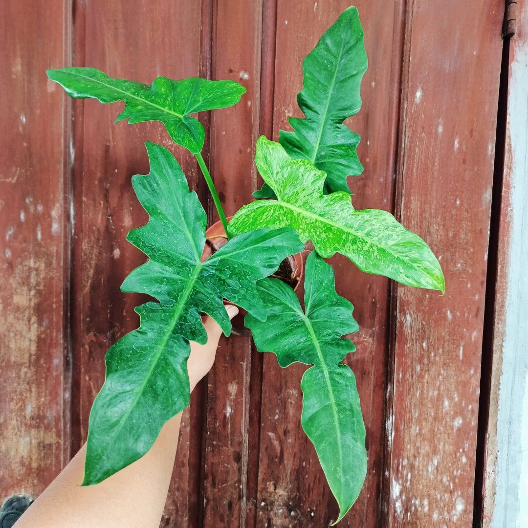 Philodendron Fiddlelime (Category: Plants & Seeds) located in Makati City. Submitted by crstnemrise (Listing ID 1462291900, Image 2). Description: .