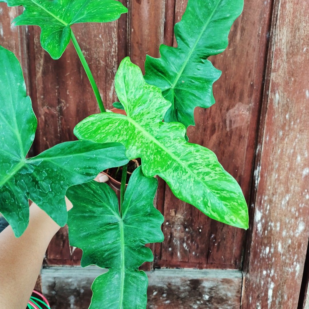 Philodendron Fiddlelime (Category: Plants & Seeds) located in Makati City. Submitted by crstnemrise (Listing ID 1462291900, Image 3). Description: .