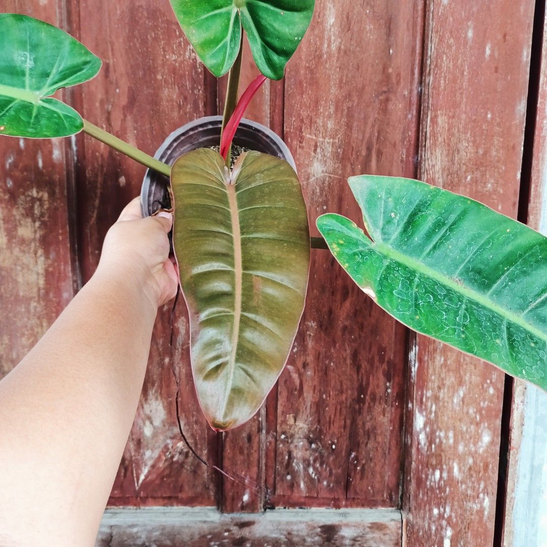 Philodendron Red Erubescens × Billietiae (Category: Plants & Seeds) located in Makati City. Submitted by crstnemrise (Listing ID 1462291608, Image 2). Description: .