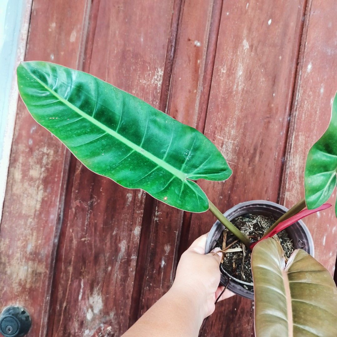 Philodendron Red Erubescens × Billietiae (Category: Plants & Seeds) located in Makati City. Submitted by crstnemrise (Listing ID 1462291608, Image 3). Description: .