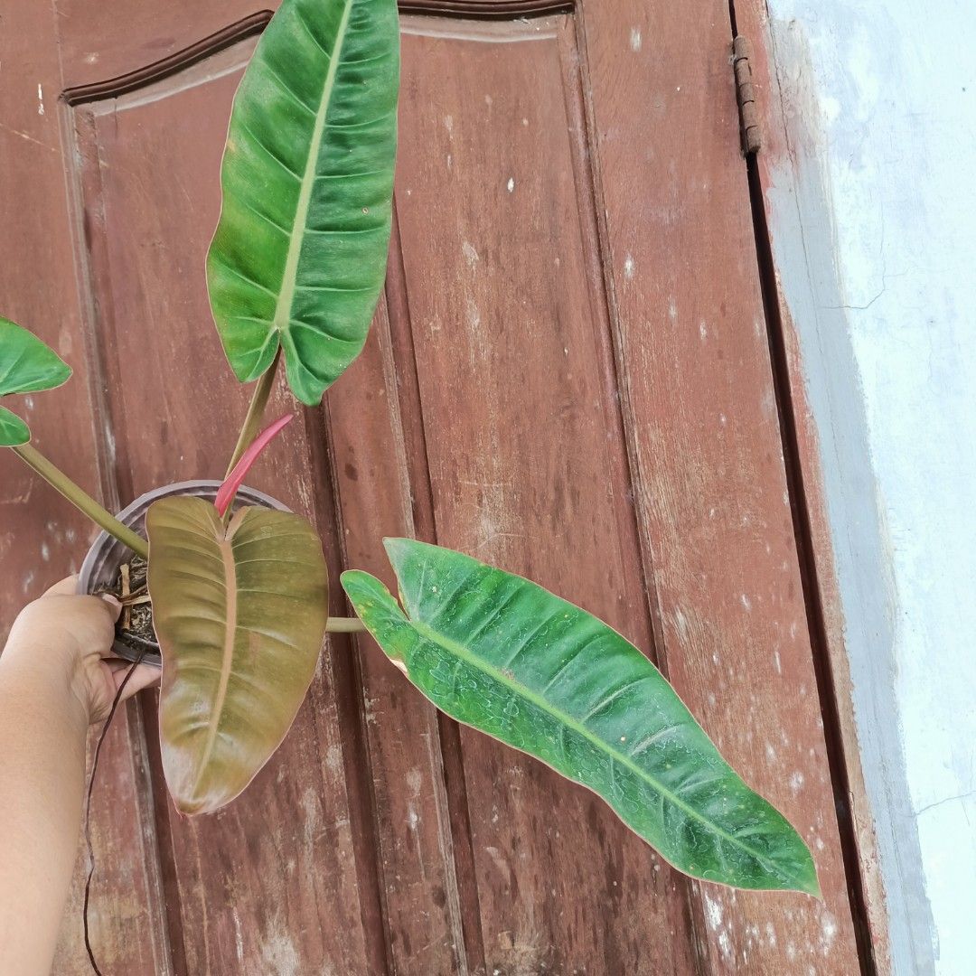 Philodendron Red Erubescens × Billietiae (Category: Plants & Seeds) located in Makati City. Submitted by crstnemrise (Listing ID 1462291608, Image 1). Description: .