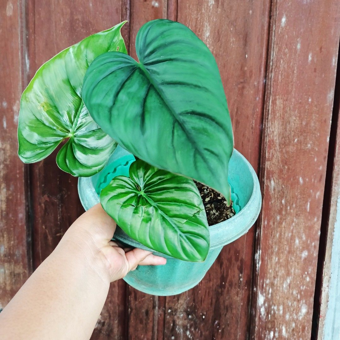 Philodendron SP Columbia (Category: Plants & Seeds) located in Makati City. Submitted by crstnemrise (Listing ID 1462292289, Image 1). Description: .