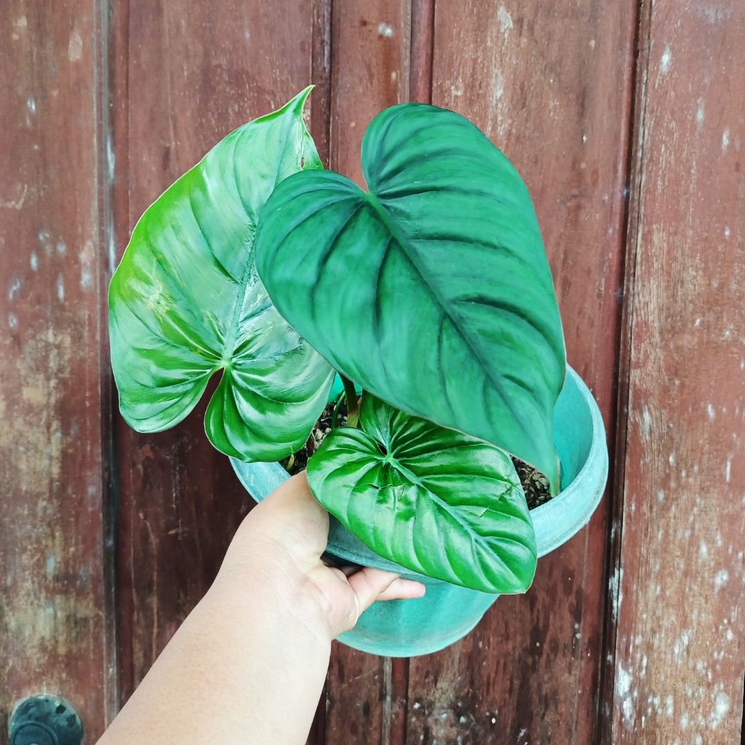 Philodendron SP Columbia (Category: Plants & Seeds) located in Makati City. Submitted by crstnemrise (Listing ID 1462292289, Image 2). Description: .