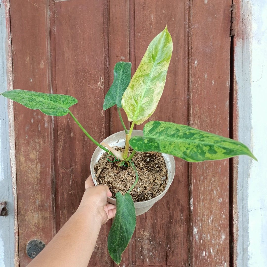 Philodendron Whippleway Mint (Category: Plants & Seeds) located in Makati City. Submitted by crstnemrise (Listing ID 1462291788, Image 1). Description: .