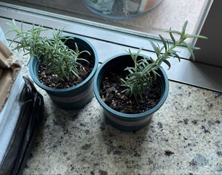 （分類：）位於 。 由 cloudy.202209 提交（商品編號 1457242861，圖片 1）。簡介： 。