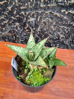 (Category: ) located in . Submitted by sindo.sg (Listing ID 1462275519, Image 1). Description: .
