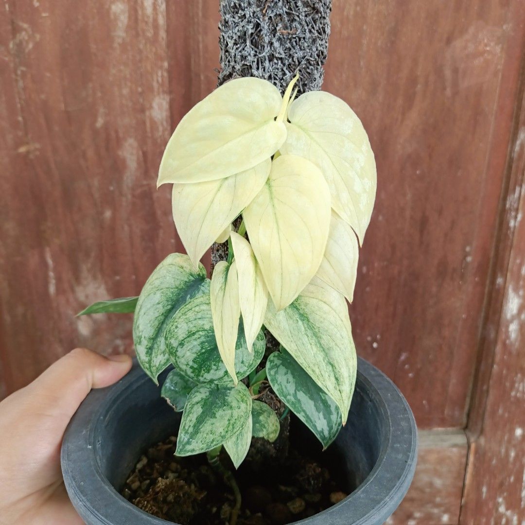 Scindapsus Variety (Category: Plants & Seeds) located in Makati City. Submitted by crstnemrise (Listing ID 1462293368, Image 2). Description: .