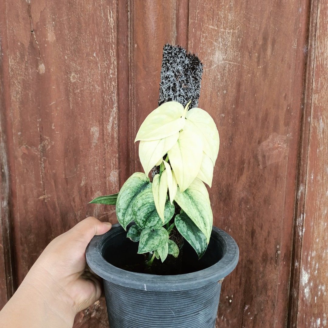 Scindapsus Variety (Category: Plants & Seeds) located in Makati City. Submitted by crstnemrise (Listing ID 1462293368, Image 3). Description: .