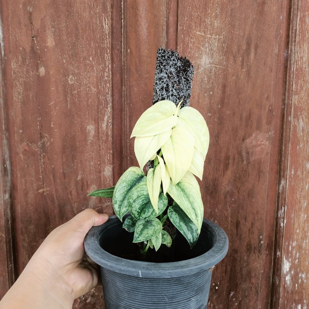Scindapsus Variety (Category: Plants & Seeds) located in Makati City. Submitted by crstnemrise (Listing ID 1462293368, Image 1). Description: .