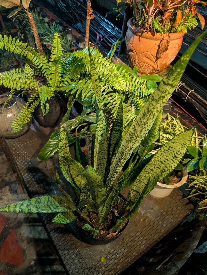 snake plant (Category: Plants & Seeds) located in Quezon City. Submitted by akosiwebby (Listing ID 1462382642, Image 2). Description: ITEM NAME: SNAKE PLANT FULL-GROWN - 2 FEET – MEDIUM POT ROOTED PRICE: PHP 200.00 (DEL FEE NOT INCLUDED) DATE POSTED: SEPTEMBER 17, 2026.