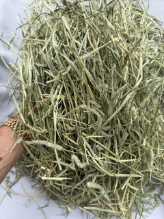 (Category: ) located in . Submitted by bunnyfeeds (Listing ID 1462324609, Image 1). Description: .