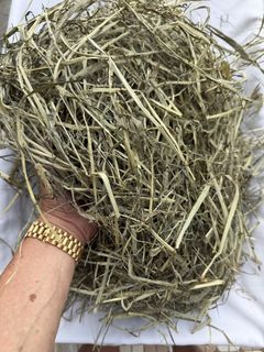 (Category: ) located in . Submitted by bunnyfeeds (Listing ID 1462326301, Image 1). Description: .