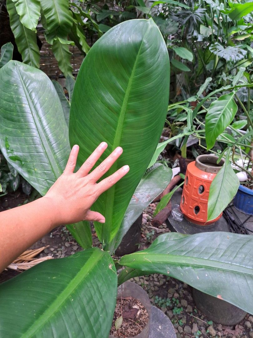 Variegated Elephant Ear (Category: Plants & Seeds) located in Cainta. Submitted by dhengskie (Listing ID 1462352325, Image 2). Description: - Healthy plant with large, glossy green leaves. - Beautiful ribbed leaf texture. - Well-established with a strong root system. - Ideal for indoor or outdoor spaces. - Ready to thrive in its new home..