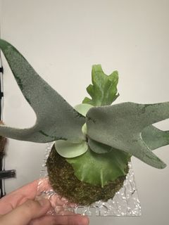 （分類：）位於 。 由 komoreb1_ 提交（商品編號 1462358114，圖片 1）。簡介： 。