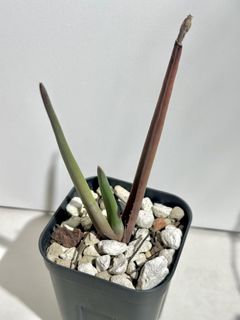 （分類：）位於 。 由 Nothing_special852 提交（商品編號 1462560643，圖片 1）。簡介： 。