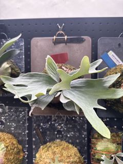 （分類：）位於 。 由 komoreb1_ 提交（商品編號 1462574249，圖片 1）。簡介： 。
