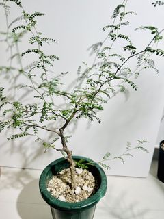 （分類：）位於 。 由 Nothing_special852 提交（商品編號 1462560110，圖片 1）。簡介： 。