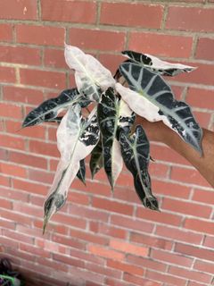 (Category: ) located in . Submitted by addicted2plants (Listing ID 1462489955, Image 1). Description: .