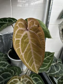 (Category: ) located in . Submitted by balconyplant (Listing ID 1462537582, Image 1). Description: .