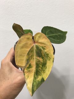 (Category: ) located in . Submitted by PlantsRanger (Listing ID 1462616463, Image 1). Description: .